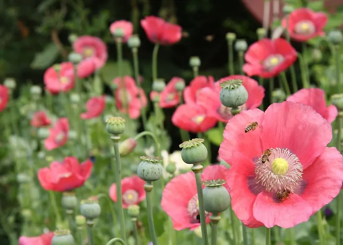 Poncet'sches Herrenhaus *