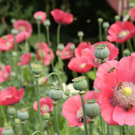 蓬塞切斯公寓 *